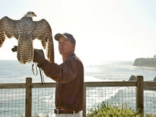 Falcon and falconer at Terranea Resort