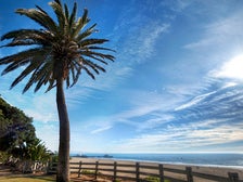 Palm tree in Santa Monica