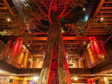 Redwood tree at Clifton’s