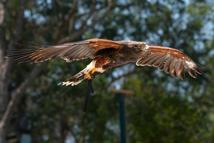 Harris' hawk in the World of Birds Show at the L.A. Zoo
