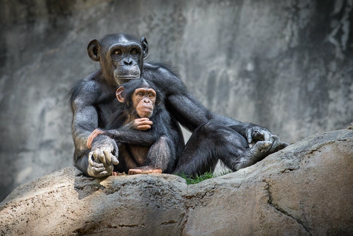 Gracie and Kima, “Chimpanzees of the Mahale Mountains” at the L.A. Zoo
