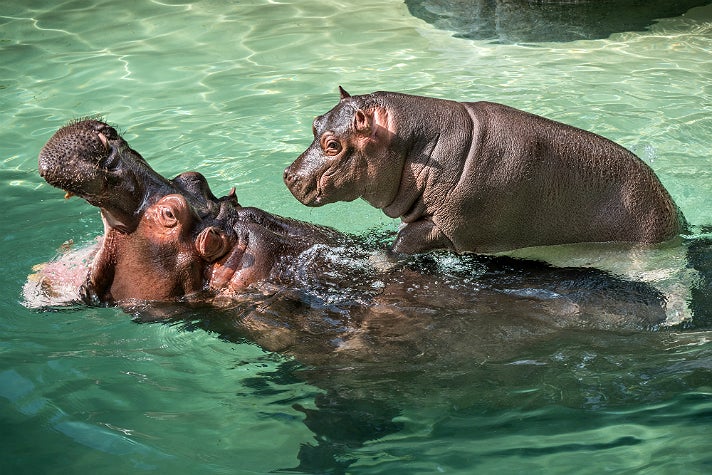 Rosie the hippo goes for a ride at the L.A. Zoo