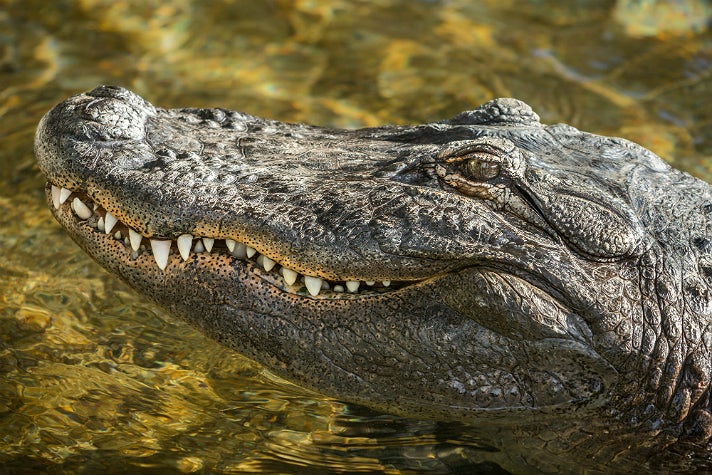 Reggie the alligator at the L.A. Zoo