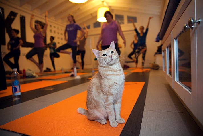 ME-OM: Yoga with Adoptable Cats