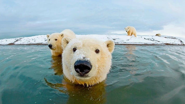Polar bears on explore.org