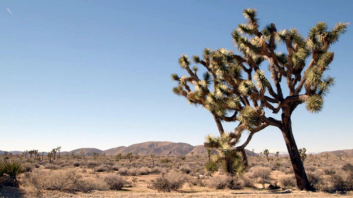 A view of Joshua Tree National Park from "California Continued" at The Autry