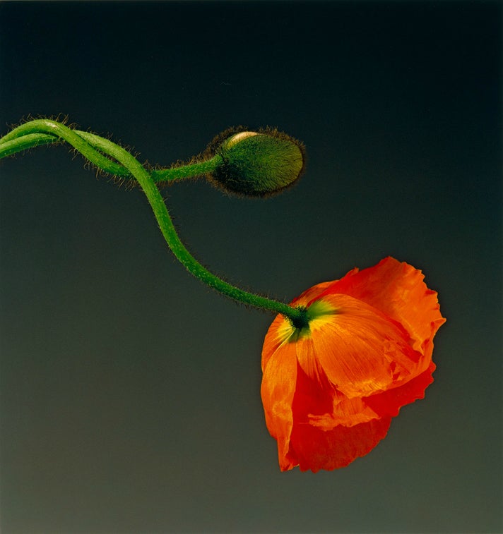 Robert Mapplethorpe, "Poppy," 1988