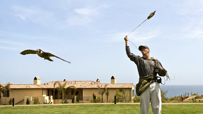 Falcon in flight at Terranea Resort
