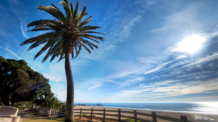 Palm tree in Santa Monica