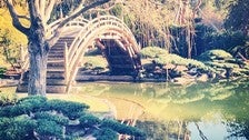 Moon bridge in the Japanese Garden at The Huntington Library