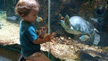 Child and turtle at the Los Angeles Zoo