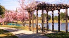 Cherry blossoms at Lake Balboa