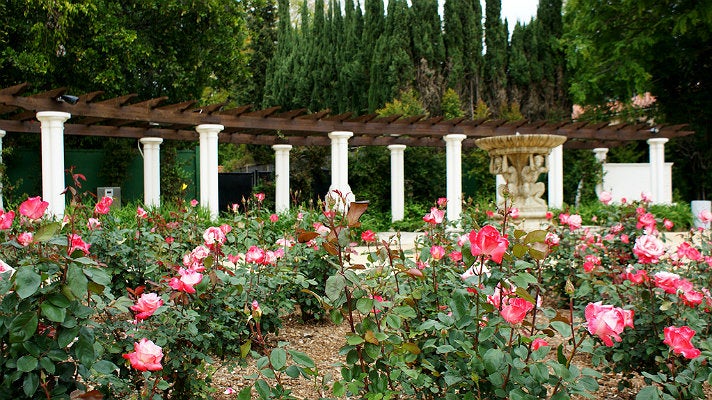 Rose Garden at Beverly Garden Park