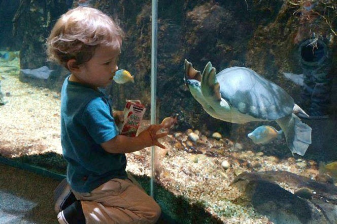 Child and turtle at the Los Angeles Zoo