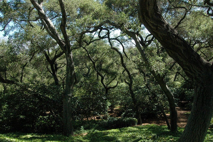 Oak Forest at Descanso Gardens