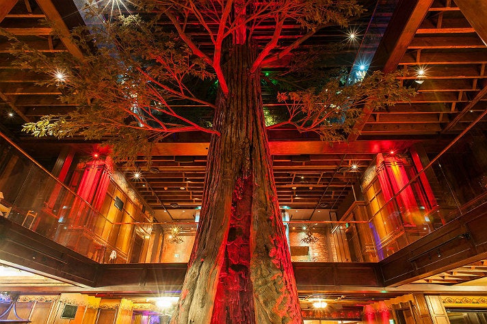 Redwood tree at Clifton’s
